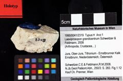 Foto (Objket + Etiketten) von Laeviprosopon grandicentrum (Schweitzer & Feldmann, 2008) 